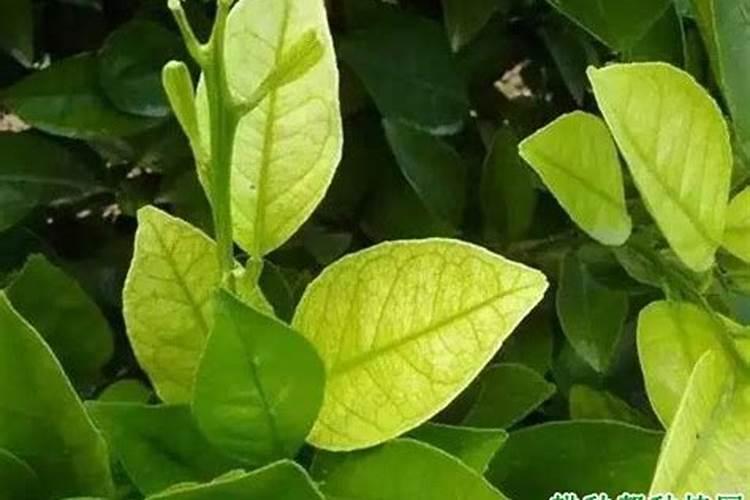 柑橘什么时候用黄腐酸钾好