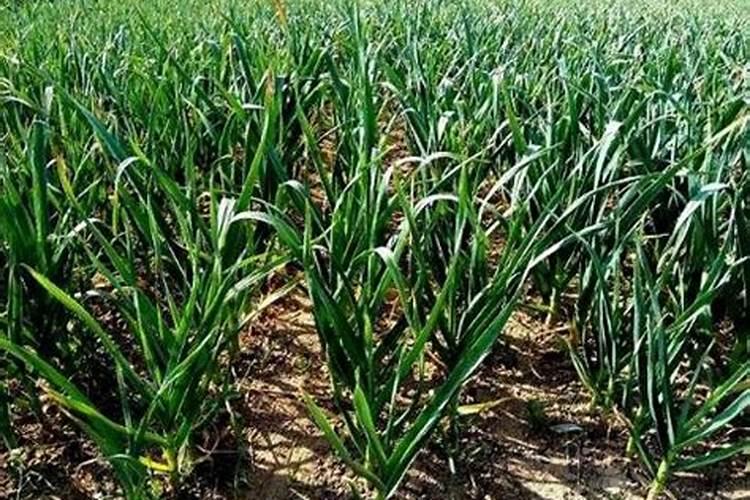 14一羟基芸苔素甾醇会徒长吗