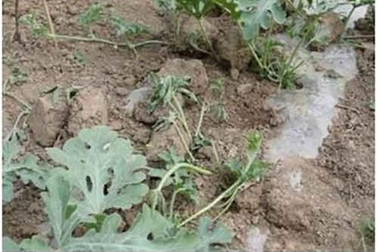 夏季瓜果类可以用矿源黄腐酸钾吗