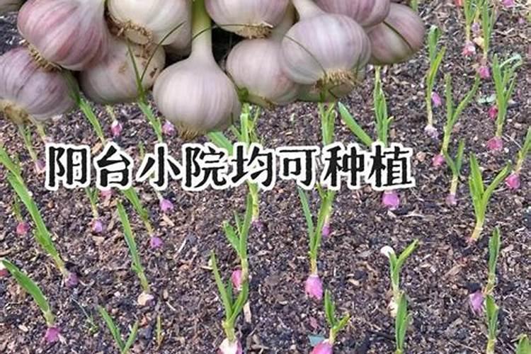 大蒜浇水施肥的最佳时期