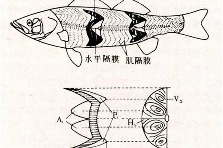 鱼蛋白最简单做法