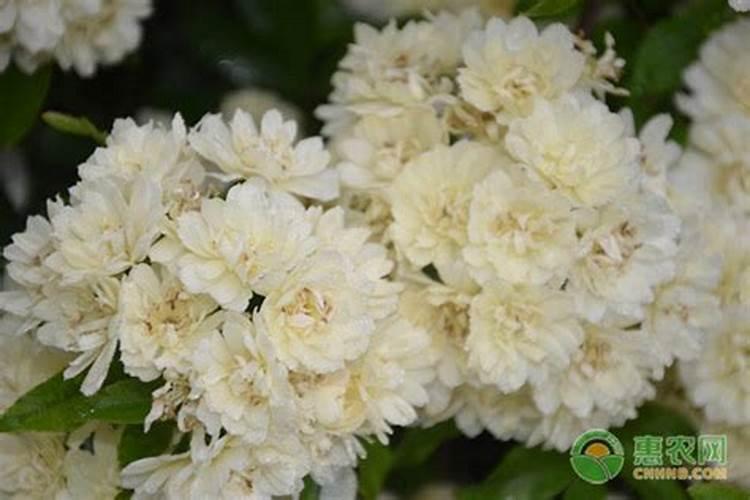 施肥什么天气最适合