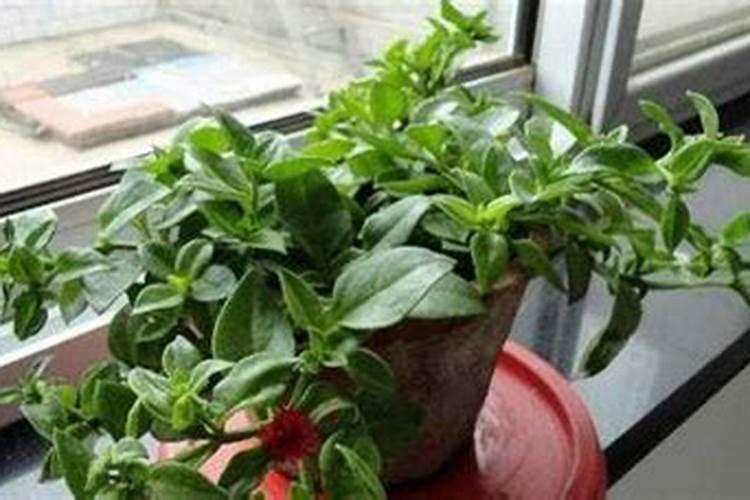 吊兰施肥应该施什么肥料