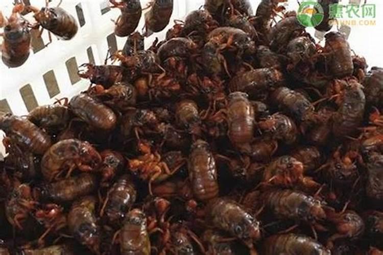 金蝉花的种植方法是怎样的？