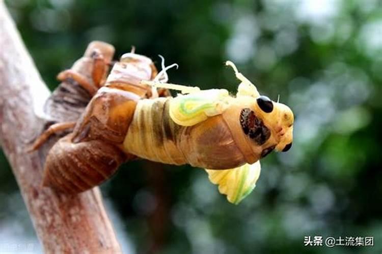 高手,种植垂柳养金蝉,如何给柳树施肥