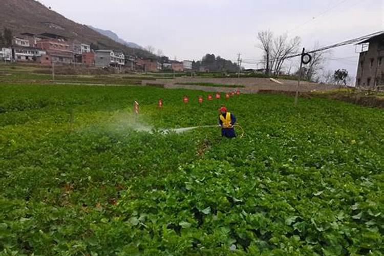 油菜叶面肥什么时间施最好花卉百科