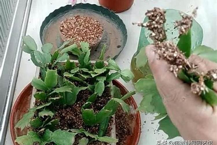 蟹爪兰要怎么样施肥啊