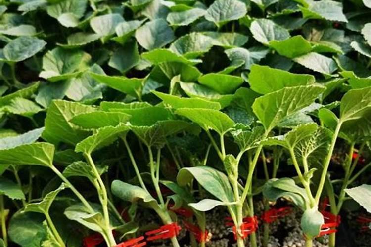 培的羊角密苗子很细怎么办