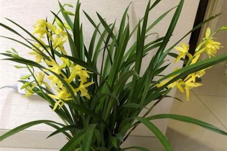 兰花如何施氮肥