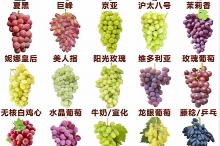 矿源黄腐酸钾在葡萄上什么时候用好？多久冲施一次促果增产