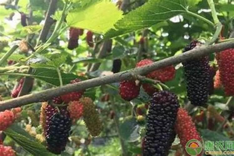 桑葚果期有多久,果期养护与管理方法