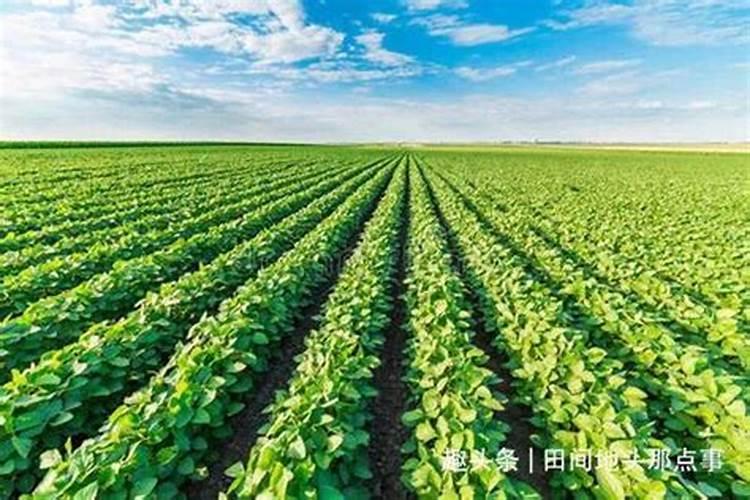 种白菜底肥用黄豆行吗？