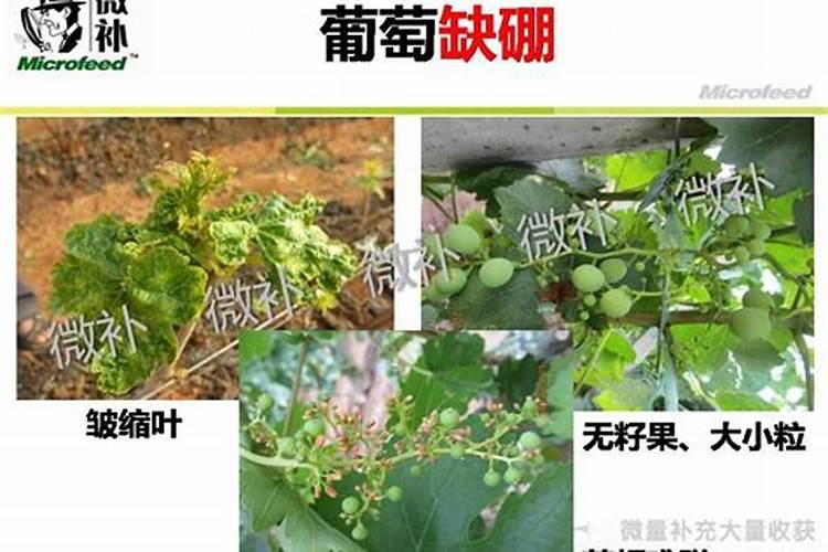 硼肥兑水稀释倍数