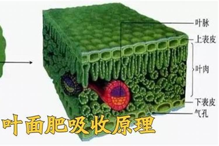 四平季小白菜出苗后怎样浇水施肥