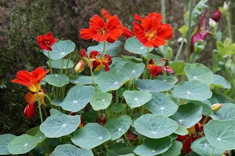 旱金莲怎么养开花多,如何养爆盆