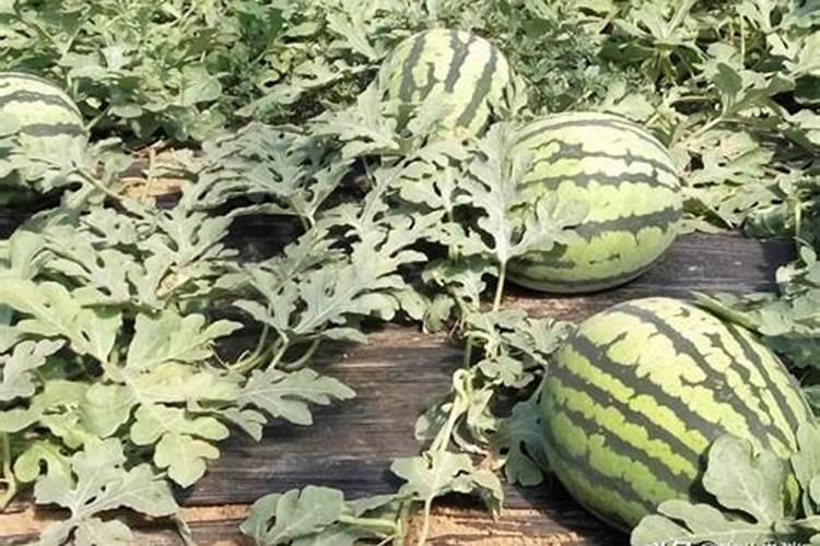 西瓜施什么肥料最好