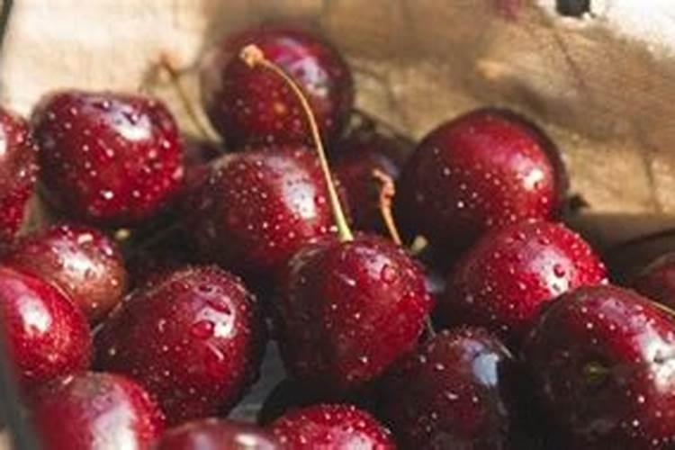 车厘子施肥时间和方法