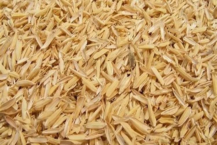 稻壳拌土不需发酵的原因