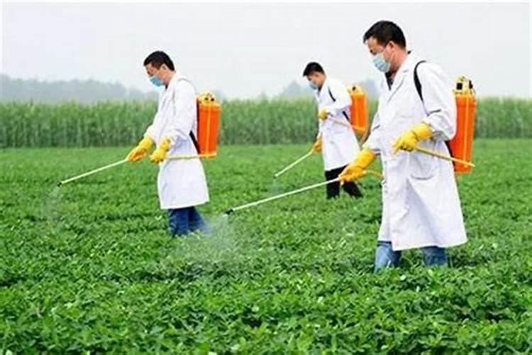 叶面肥什么时候打合适