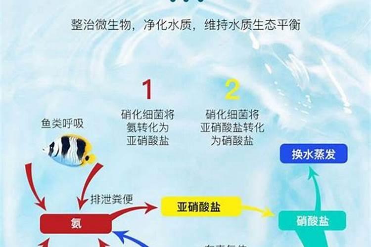 嫁接杜鹃与原生哪个寿命更长