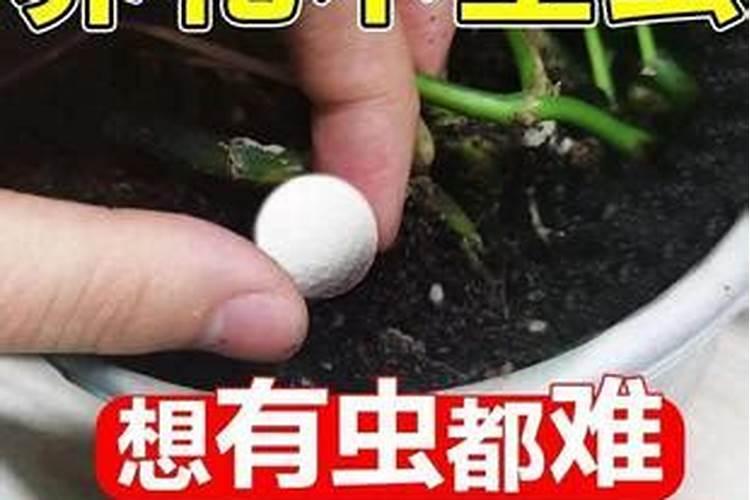 多肉植物如何养