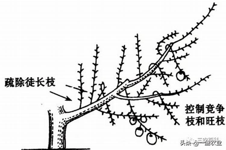 苹果树矿源酸钾过量补救措施