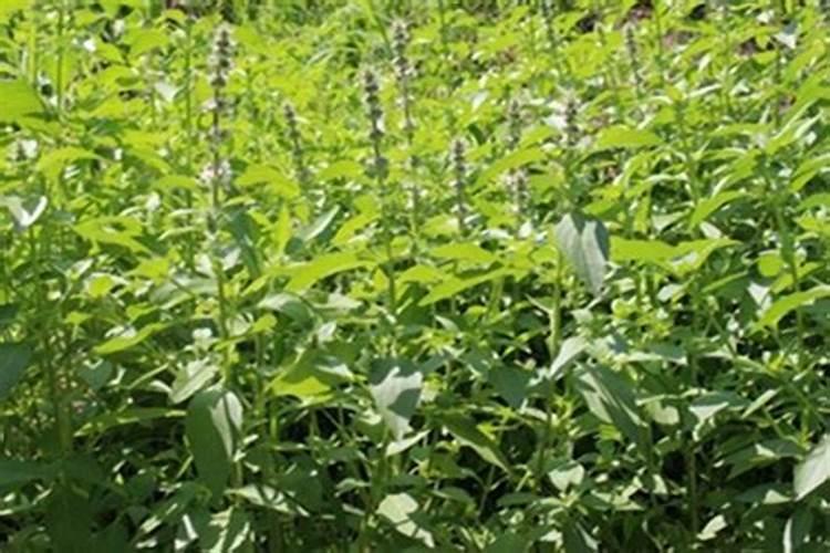 荆芥种子怎么种？ 荆芥种子播种方法