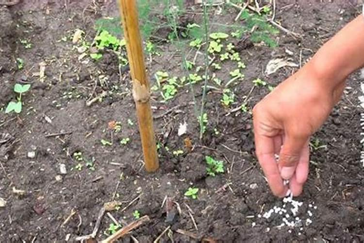 芦笋喜欢哪些肥料