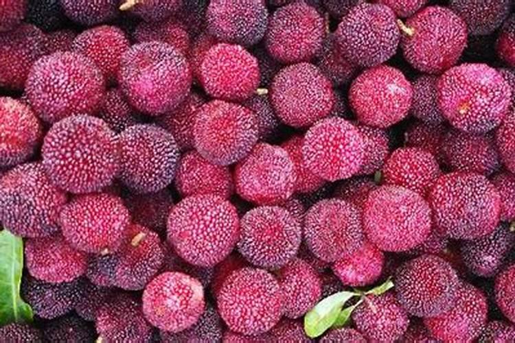 杨梅施什么肥料好