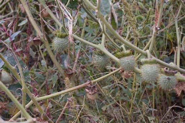 饼肥里含有磷肥吗