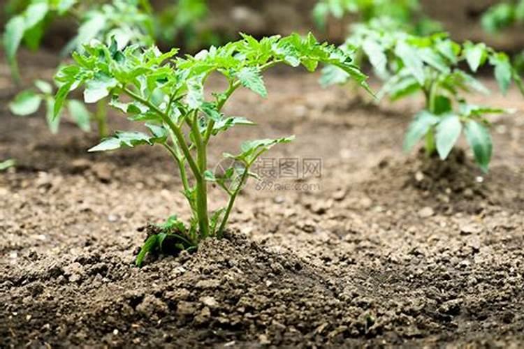 番茄苗移栽后几天施肥番茄苗的追肥要求