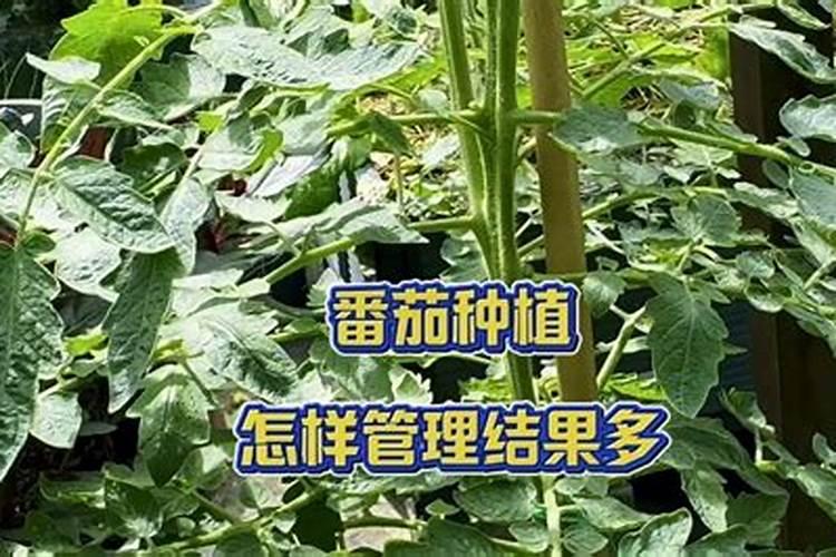 番茄苗移栽后几天施肥