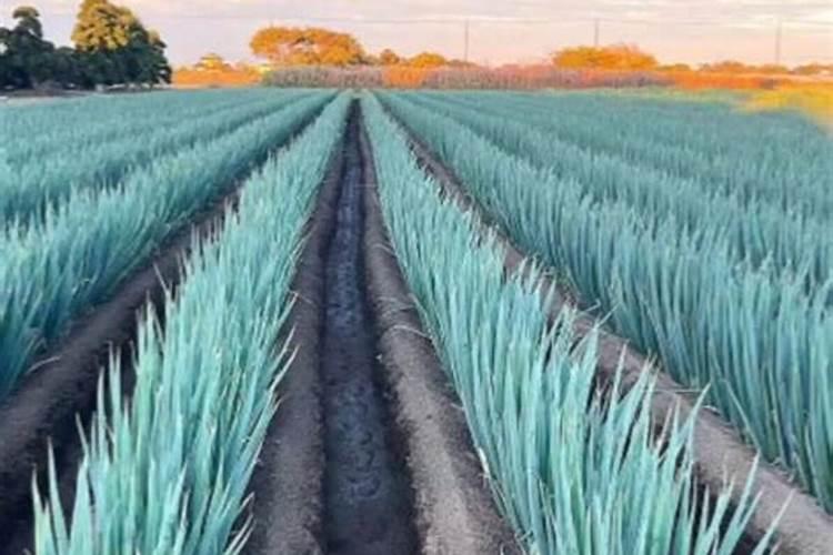 毛葱的种植时间和方法