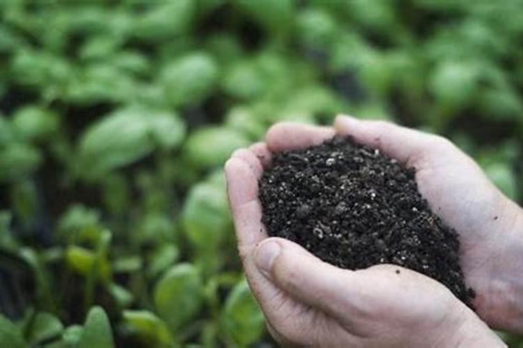 自制有机底肥的简单方法有哪些