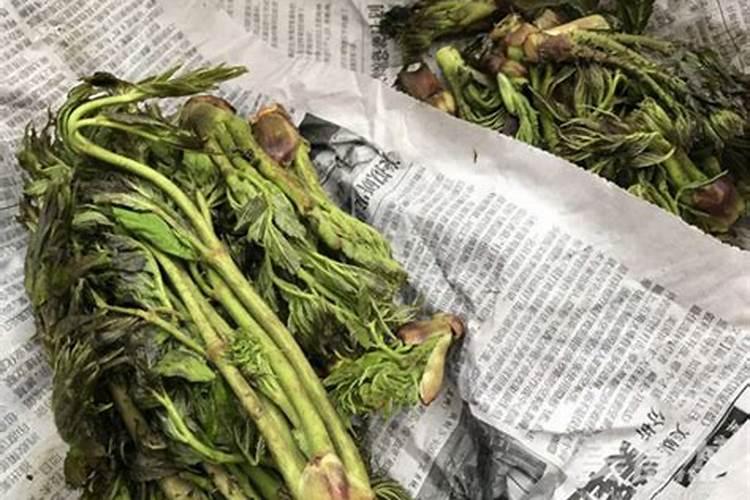 如何水插刺嫩芽？