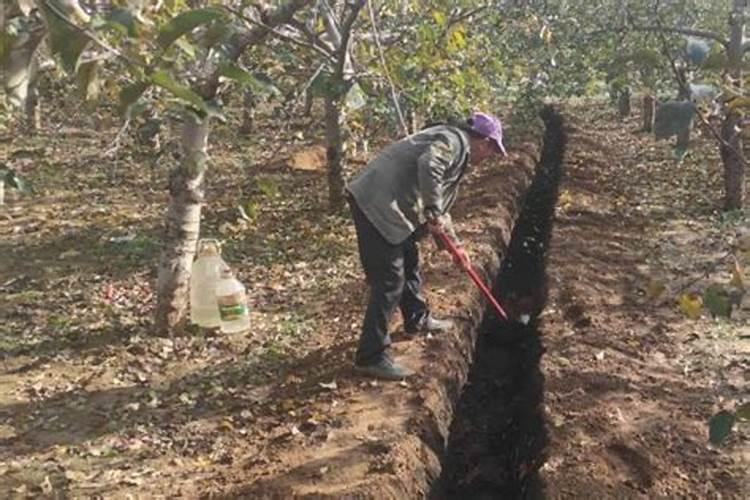 脐橙开花后怎么养 脐橙开花后如何养