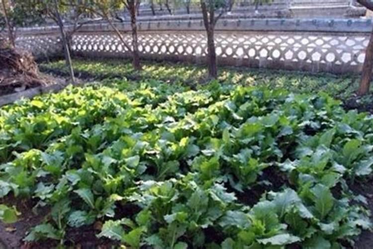 如何在砖缝里种菜