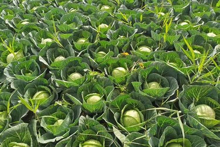 结球甘蓝的施肥有哪些技术要求？