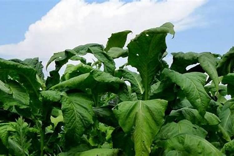 大葱用什么叶面肥效果好？大葱根茎块膨大素哪家好？