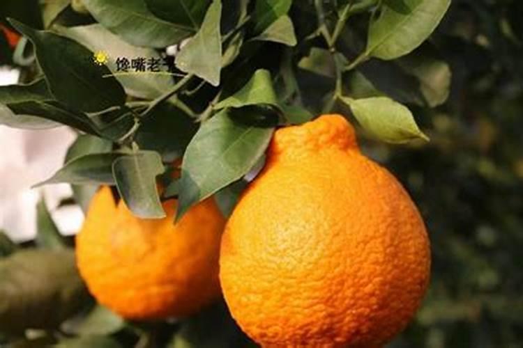 不知火该怎么施肥