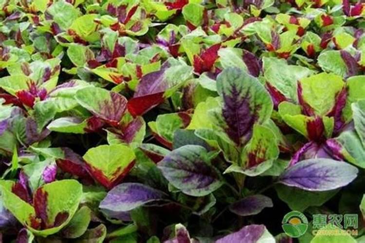 苋菜种植施肥要科学,苋菜种植该怎么科学施肥？