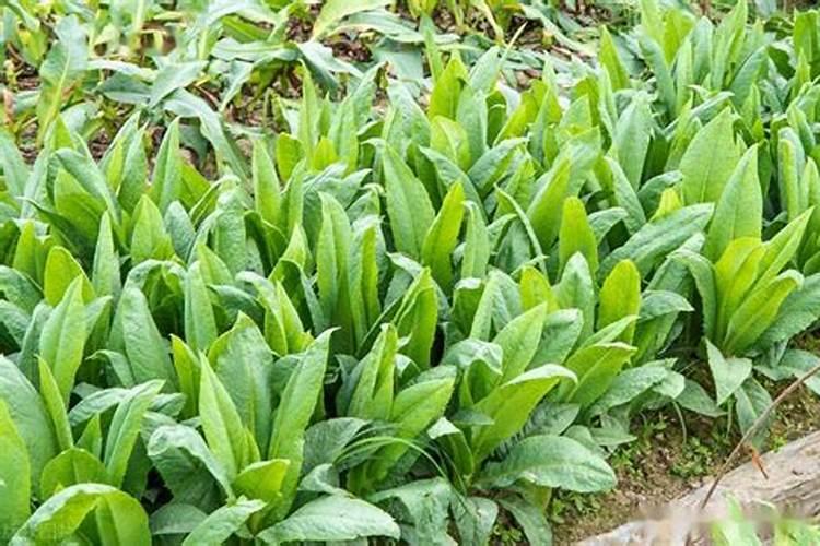 吃什么补钾最快最好 补钾的菜品有哪些