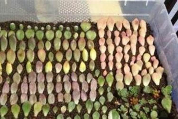 多肉需要施肥吗怎么施肥