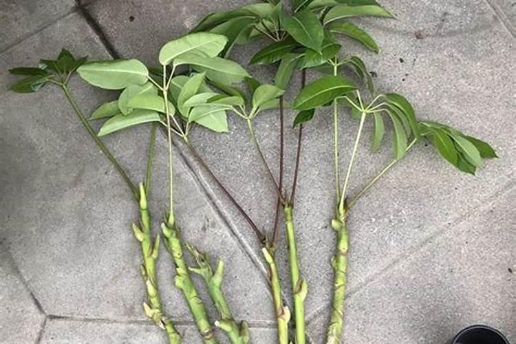 高磷肥料有哪些 什么是高磷肥