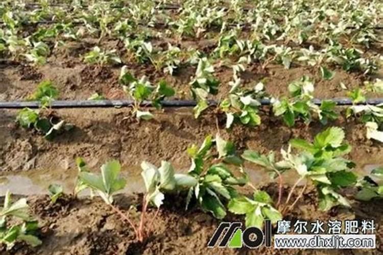 盆栽草莓怎么施肥,学会4个施肥要点养殖出美味草莓