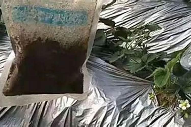 菊花追肥的三个时期