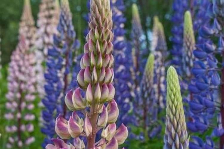 兰花可以用豆饼肥吗,怎样给兰花施饼肥