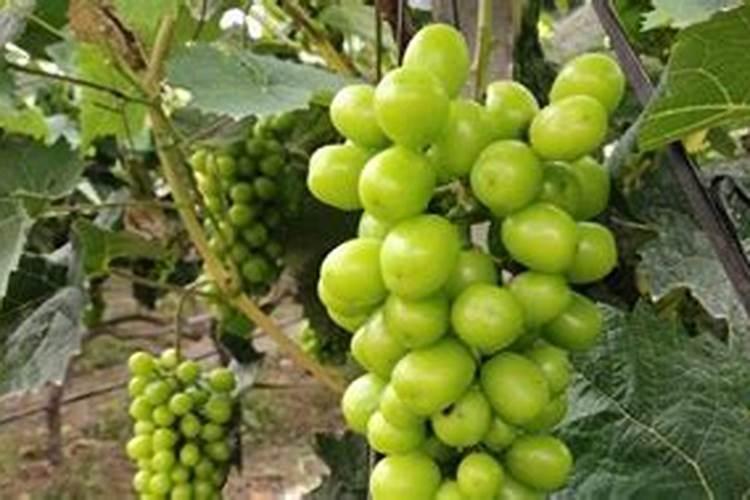 果树叶面肥喷施时间、喷施方法及其用量