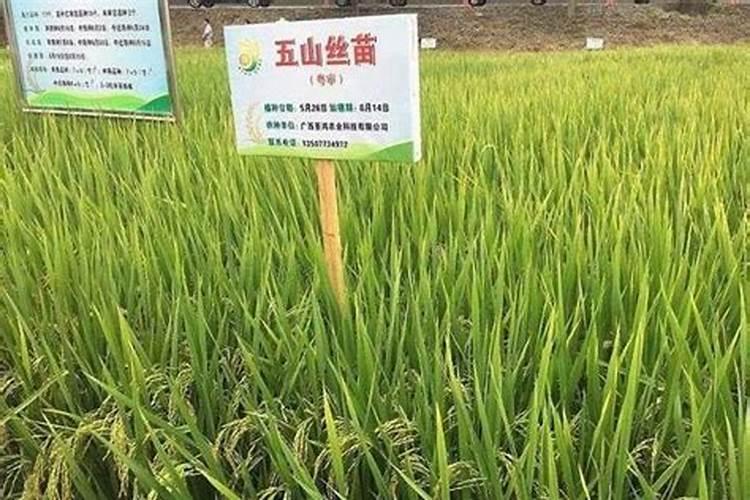 水稻钾肥什么时候施 水稻什么时候施钾肥