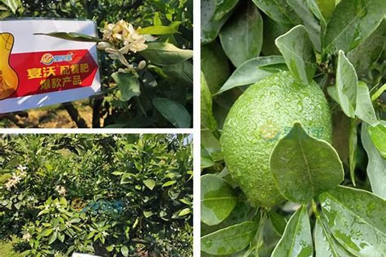 白菜出苗后多久可以施肥